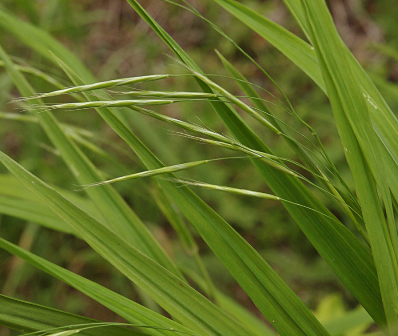 BROMUS<br /><span>Alaska Brome-Grass</span>