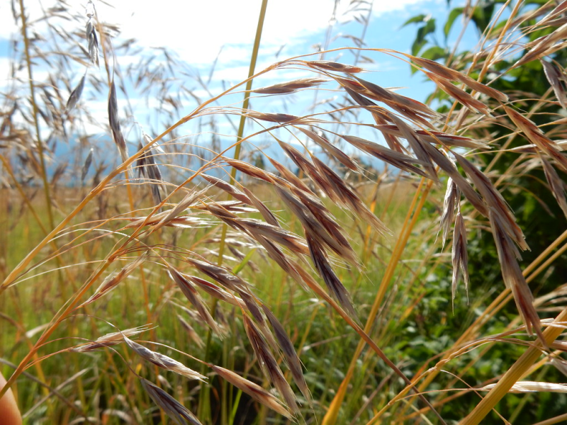 BROMUS<br /><span>Meadow Bromegrass</span>