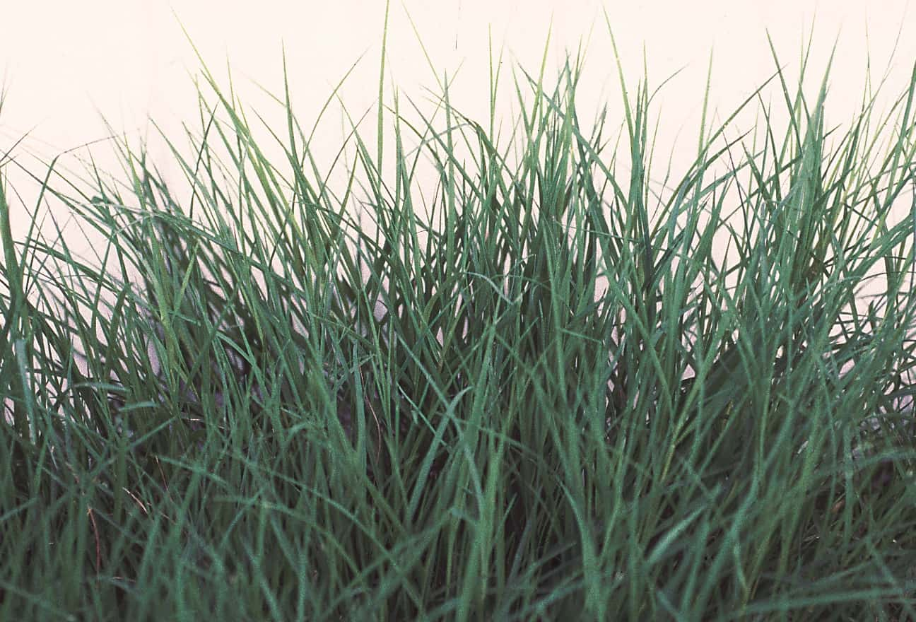 CYNODON<br /><span>Bermuda Grass</span>