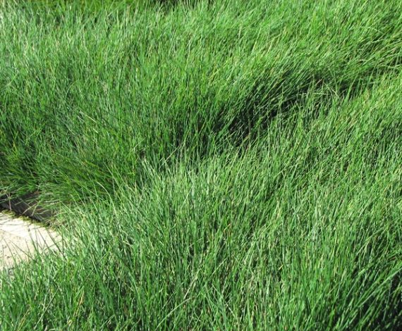 FESTUCA<br /><span>Păiușul Oilor</span>