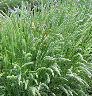 PHLEUM<br /><span>Small Timothy</span>