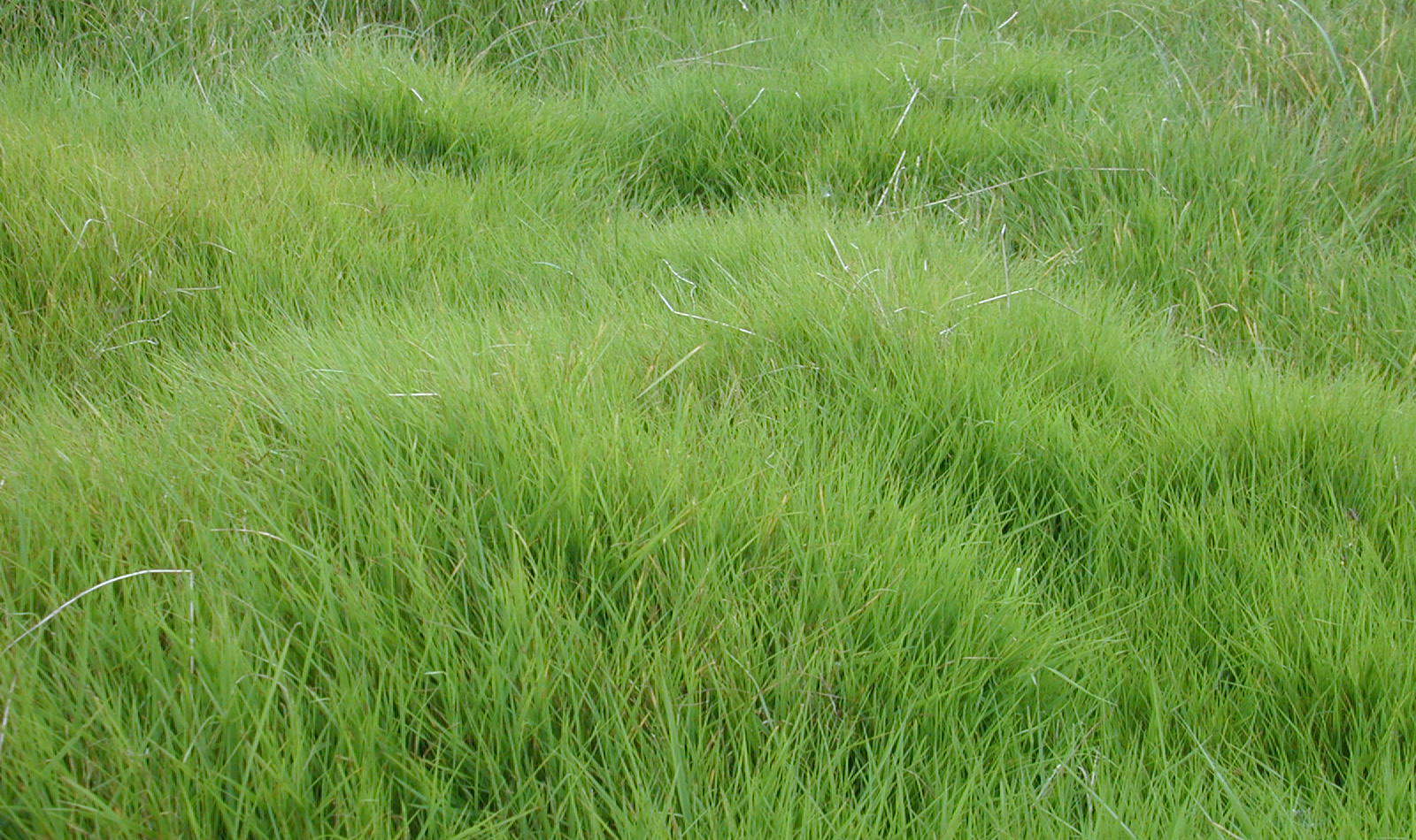 Meadowgrass