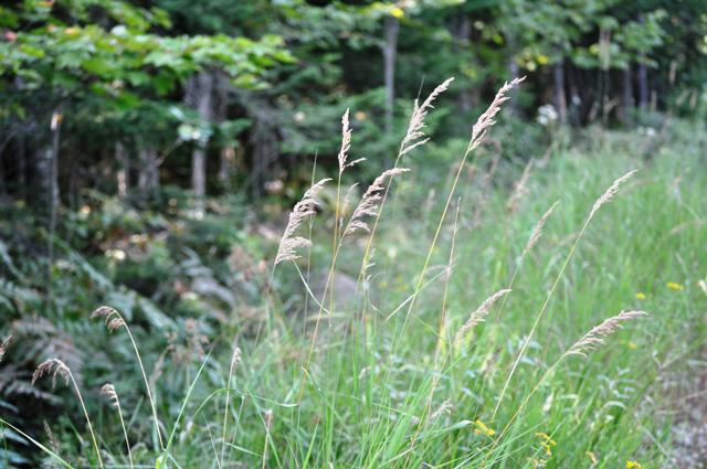 POA<br /><span>Iarbă Deasă</span>