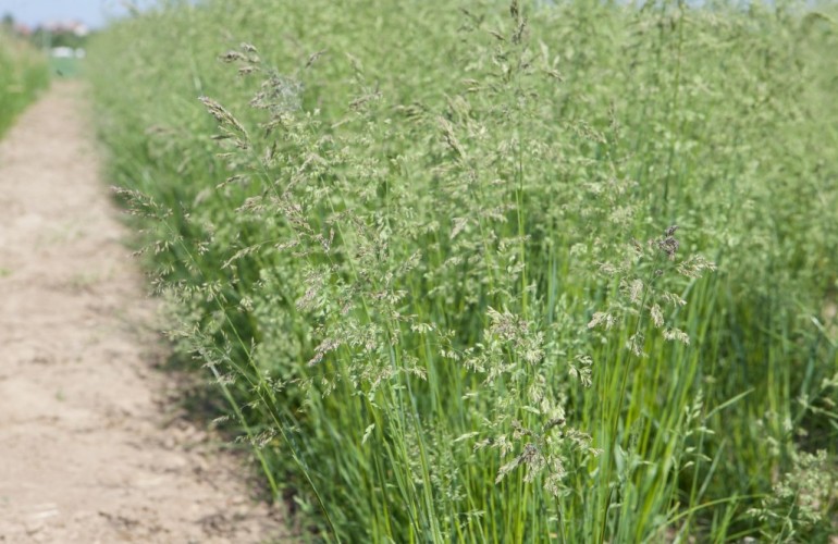 POA<br /><span>Firuță</span>