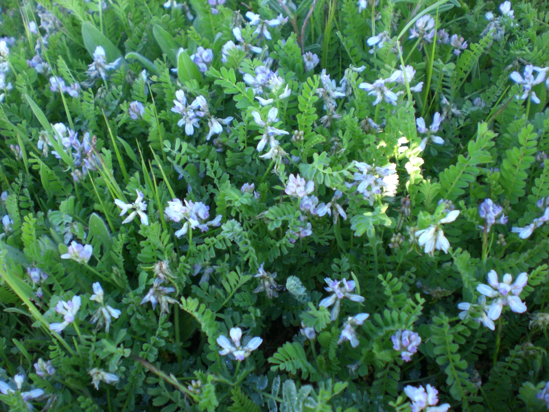 BISERRULA