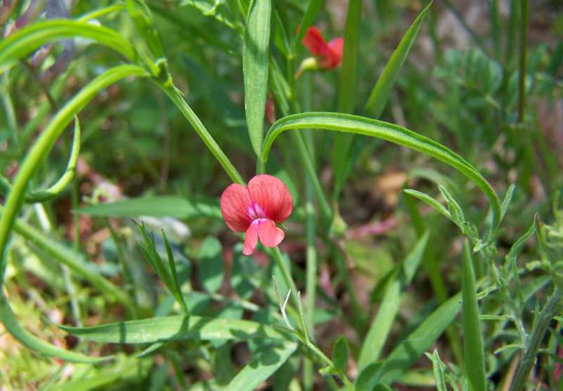 LATHYRUS<br /><span>Chickling Vetch/Dwarf Chickling Vetch</span>