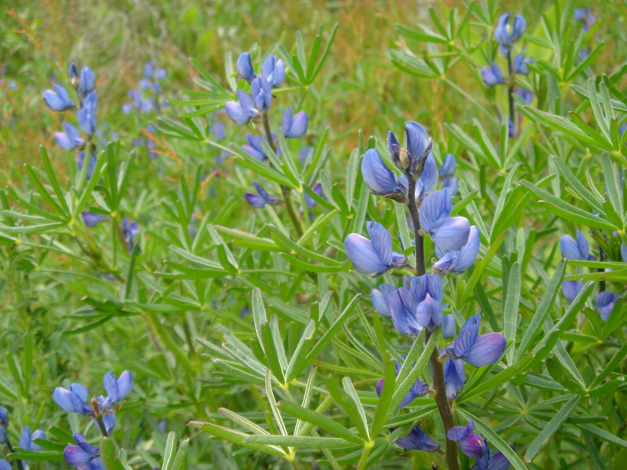 LUPINUS<br /><span>Lupin Albastru Cu Frunze Înguste</span>