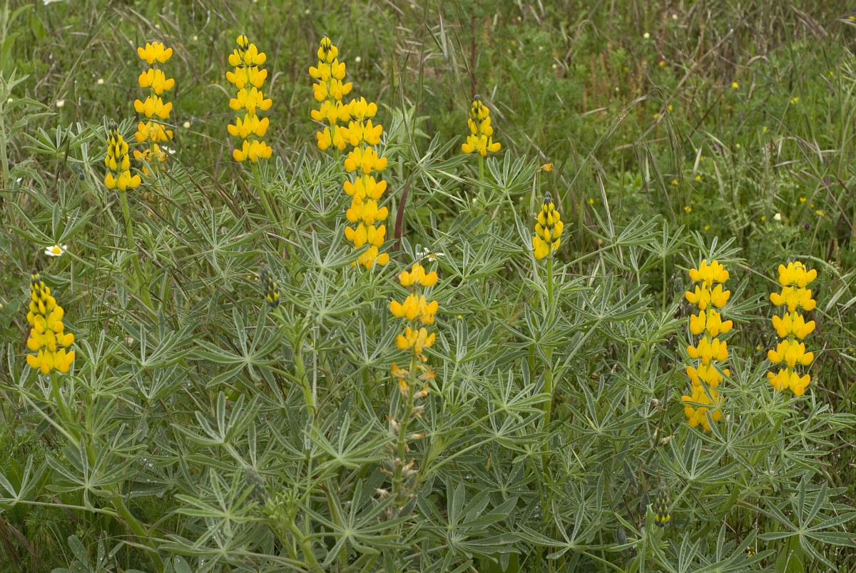 LUPINUS<br /><span>Lupin</span>