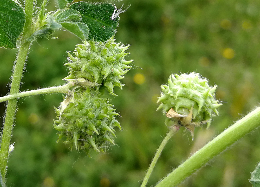 MEDICAGO<br /><span>Medicago Doliata</span>