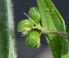 Medicago italica