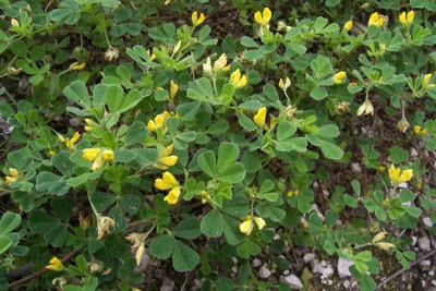 Medicago littoralis
