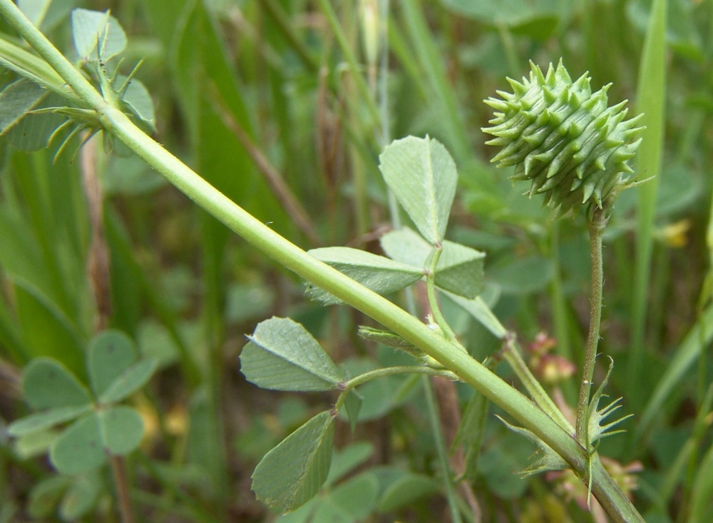 Medicago murex