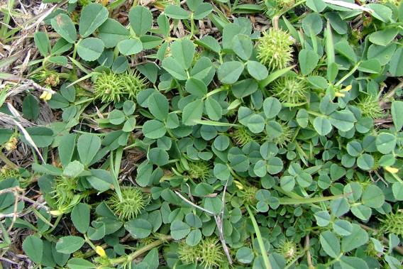 MEDICAGO<br /><span>Medicago Polymorpha</span>