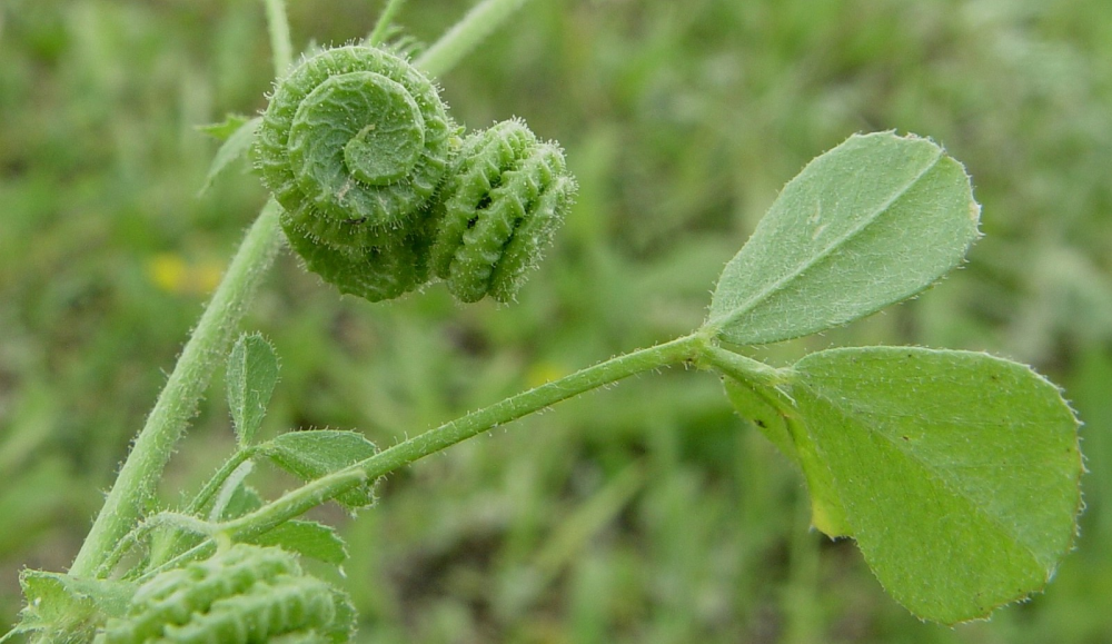 Medicago rugosa