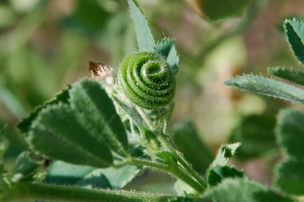 Medicago scutellata