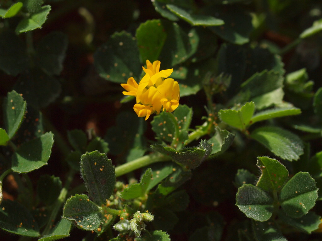 MEDICAGO<br /><span>Medicago Truncatula</span>