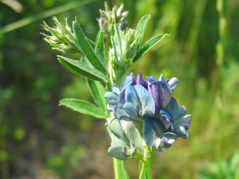 MEDICAGO<br /><span>Lucerna De Nisip</span>