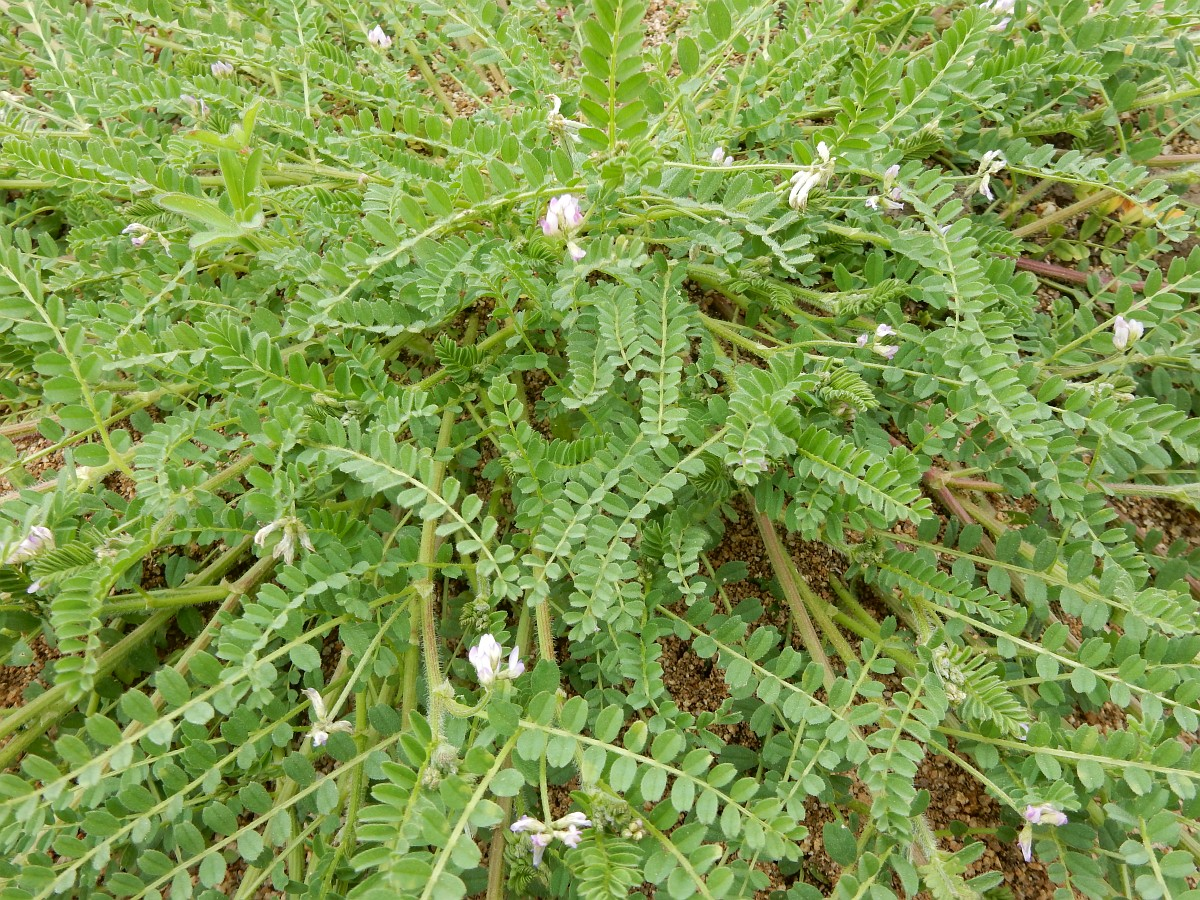 ORNITHOPUS<br /><span>Serradella</span>