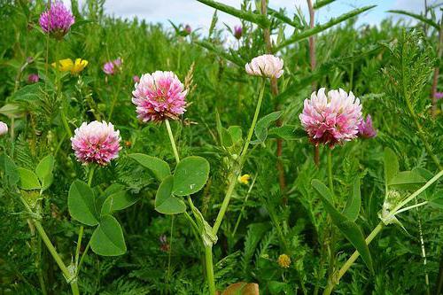 TRIFOLIUM<br /><span>Alsike Clover</span>