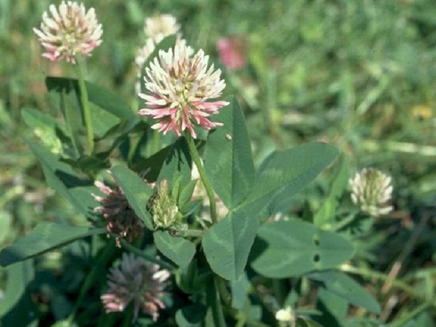 TRIFOLIUM<br /><span>Kura Clover</span>