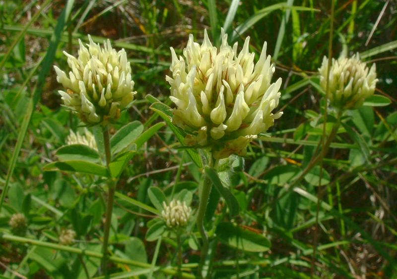 TRIFOLIUM<br /><span>Moroccan Clover </span>