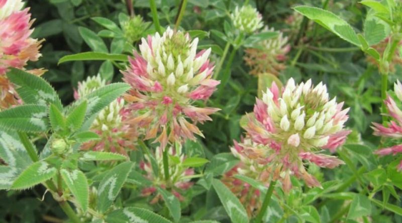 TRIFOLIUM<br /><span>Arrow-Leaf Clover</span>