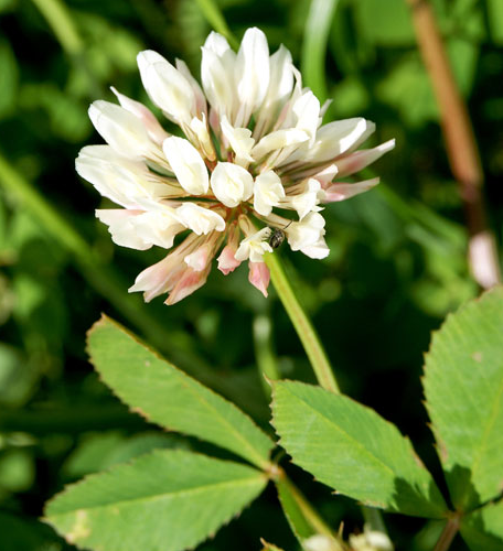 TRIFOLIUM<br /><span>Balansa Clover</span>