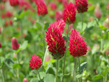 TRIFOLIUM<br /><span>Crimson Clover</span>