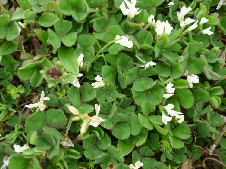 TRIFOLIUM<br /><span>Subterranean Clover</span>