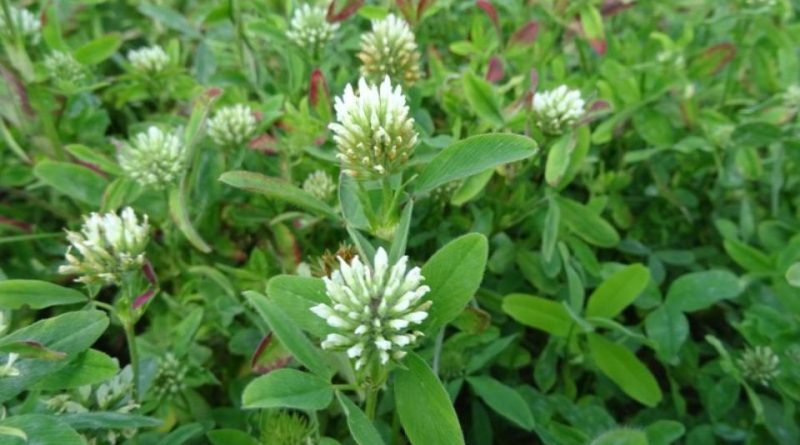TRIFOLIUM<br /><span>Squarrose Clover</span>