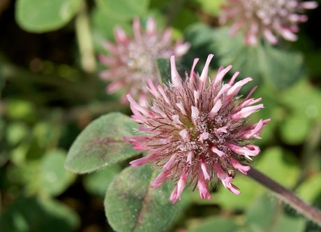 ROSE CLOVER