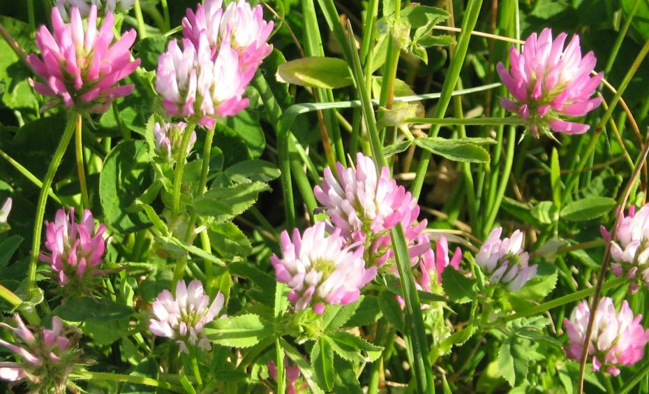 GLANDULAR CLOVER
