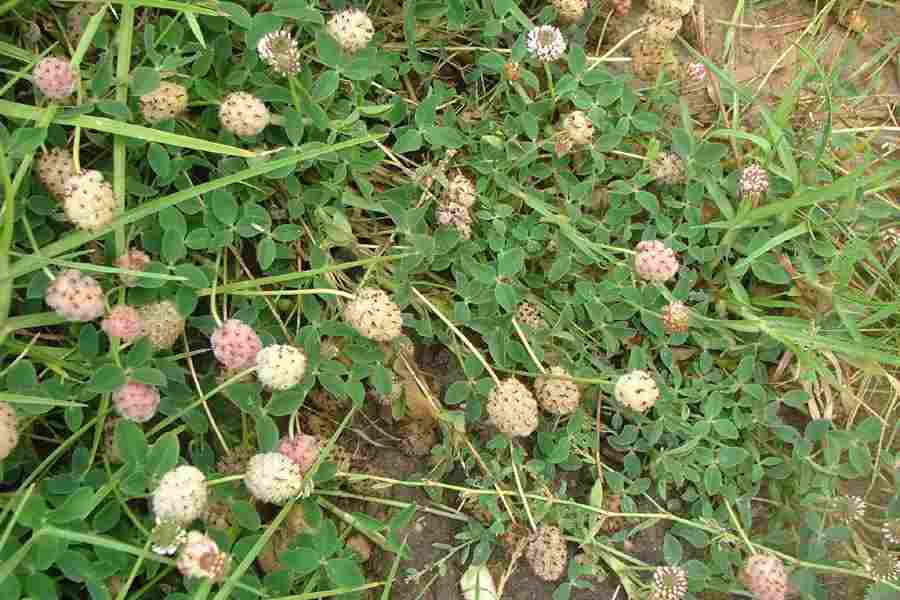 TRIFOLIUM<br /><span>Strawberry Clover</span>