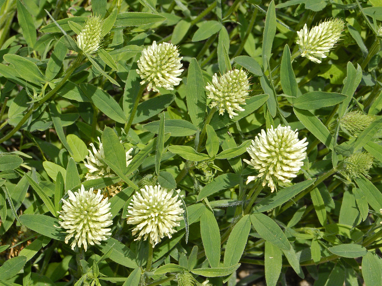 TRIFOLIUM<br /><span>Hungarian Clover</span>