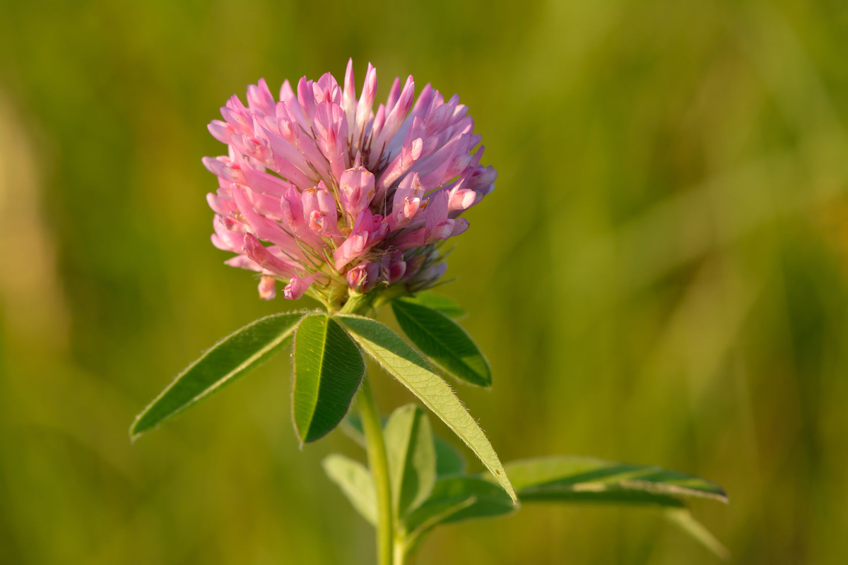 TRIFOLIUM<br /><span>Zigzag Clover</span>