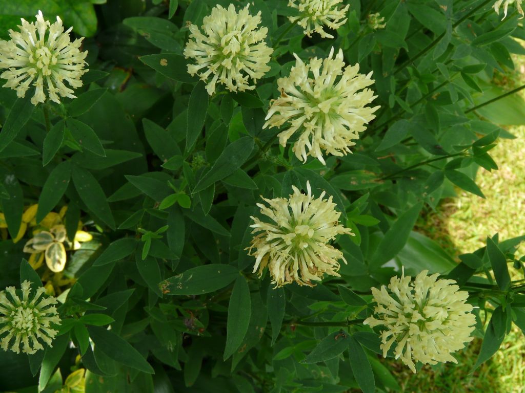 TRIFOLIUM<br /><span>Sulphur Clover</span>