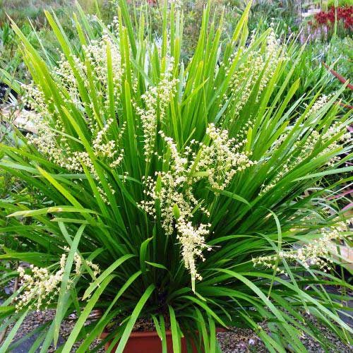 LOMANDRA<br /><span>Longleaf Mat-Rush</span>