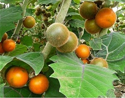 SOLANUM<br /><span>Lulo</span>