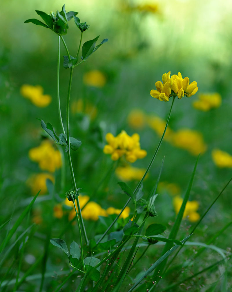 LOTUS<br /><span>Major Bird`s Foot Trefoil</span>