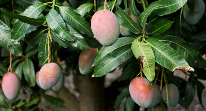 MANGIFERA<br /><span>Mango</span>