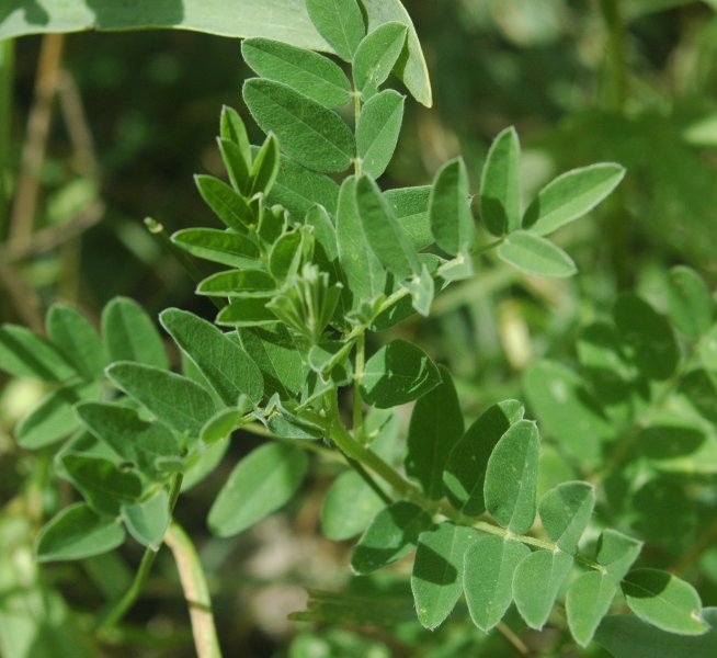 ASTRAGALUS