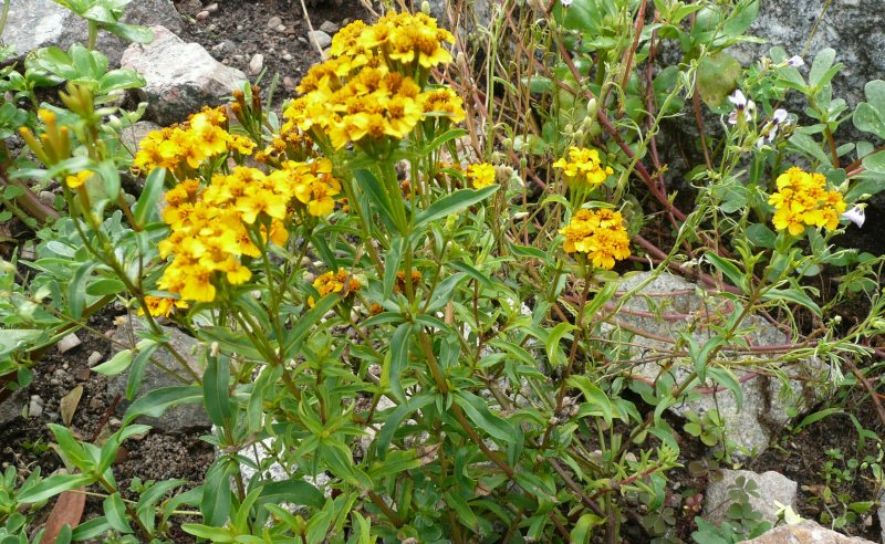 TAGETES<br /><span>Crăiță Mentă-Mexicană</span>