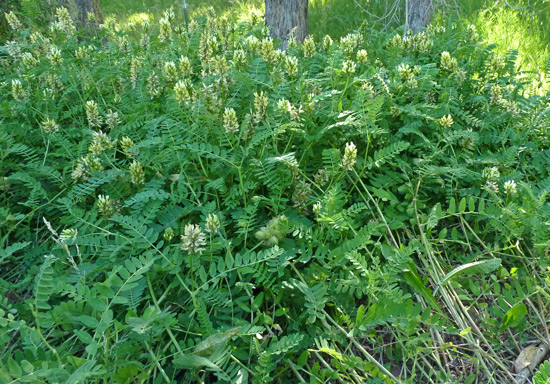 ASTRAGALUS<br /><span>Milk Vetch</span>