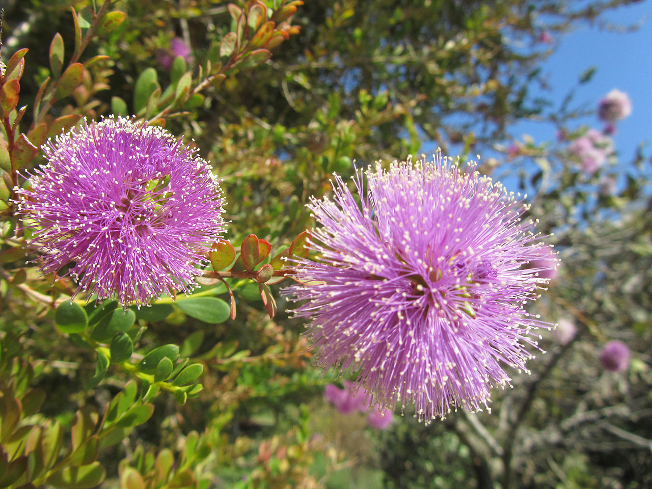 MELALEUCA