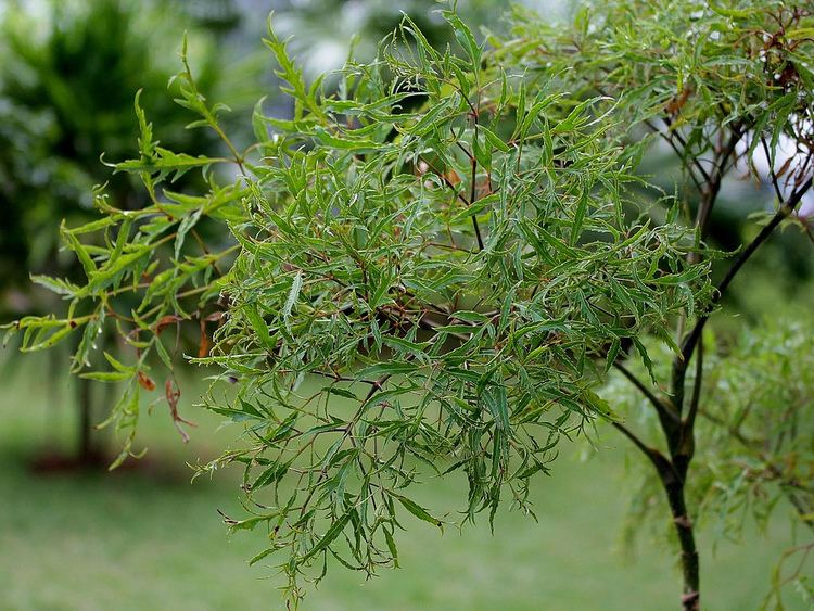 POLYSCIAS<br /><span>Aralia Cu Frunze Crestate</span>