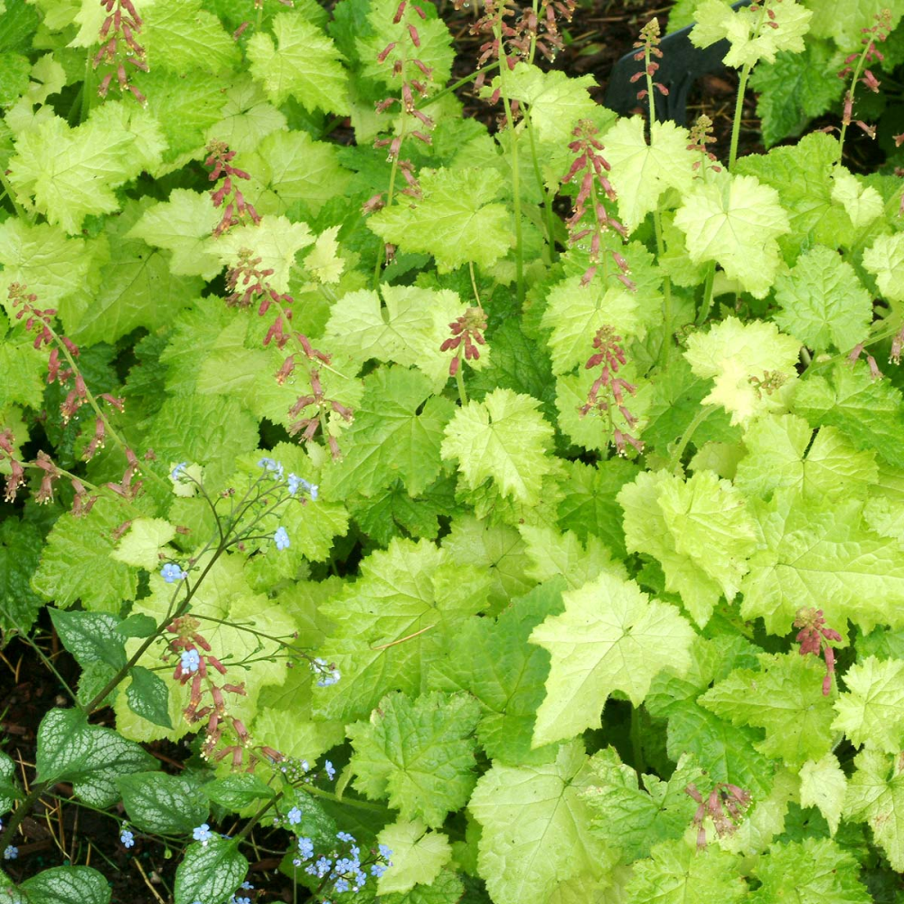 TOLMIEA<br /><span>Mother-Of-Thousands</span>