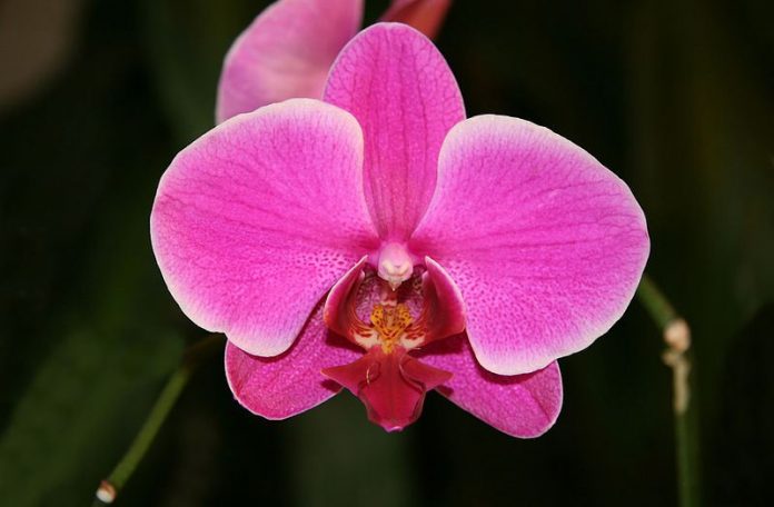PHALAENOPSIS<br /><span>Orhidee-Molie</span>