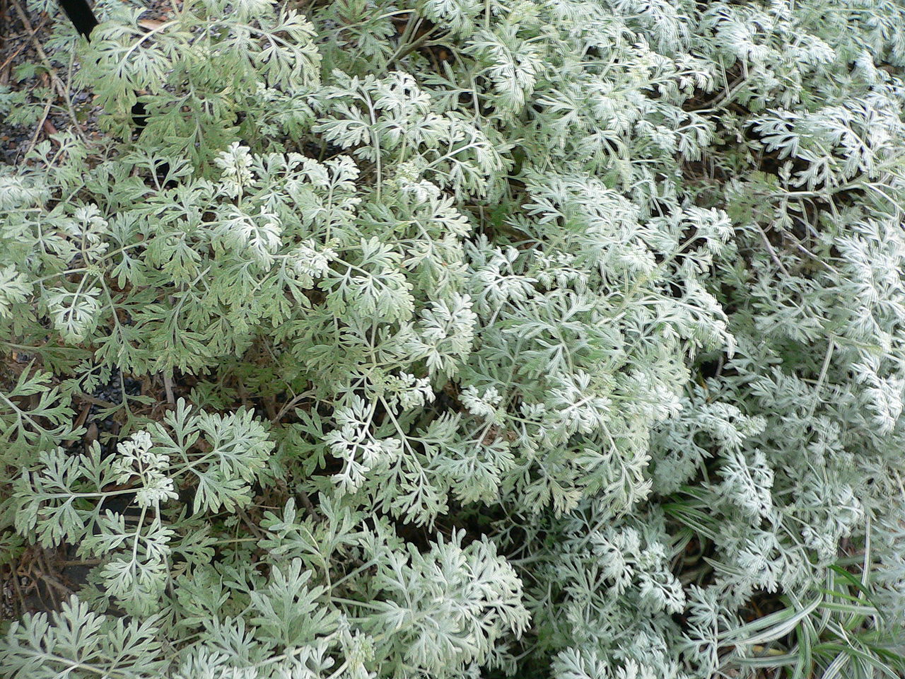 ARTEMISIA<br /><span>Pelin Negru</span>