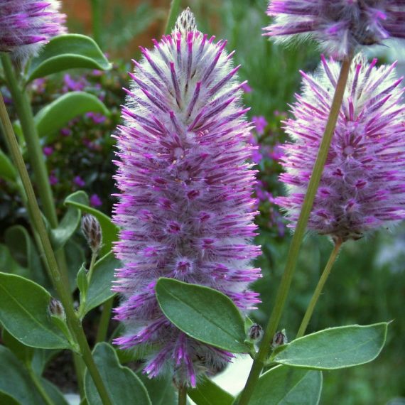 PTILOTUS
