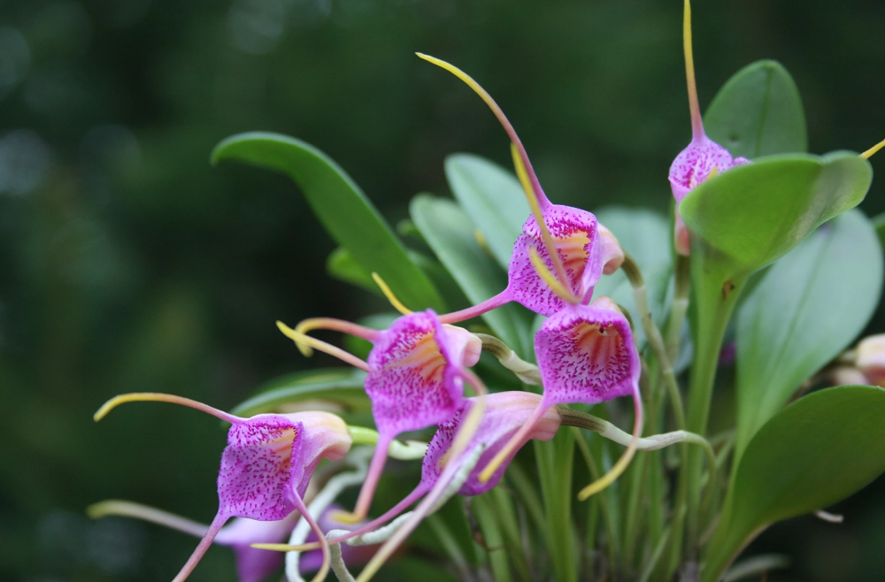 MASDEVALLIA